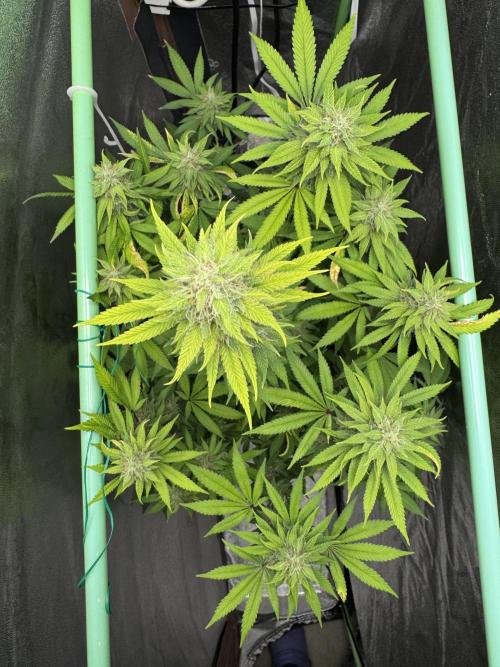 Big Demon by Divine Seeds. Week 16