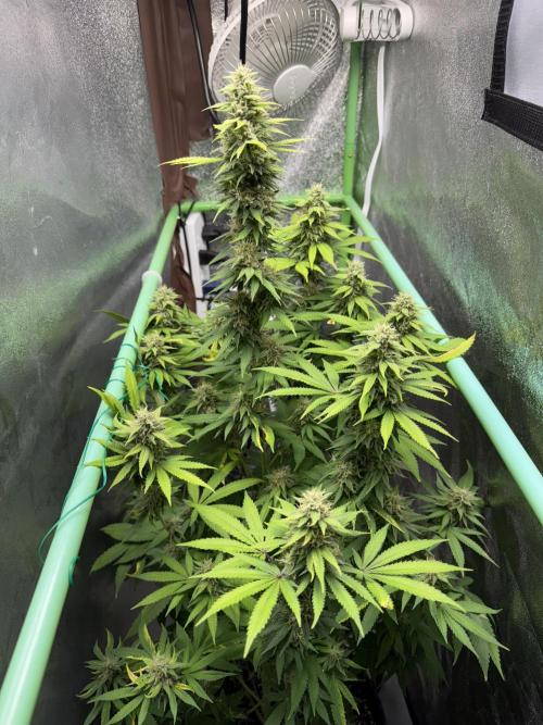 Big Demon by Divine Seeds. Week 16