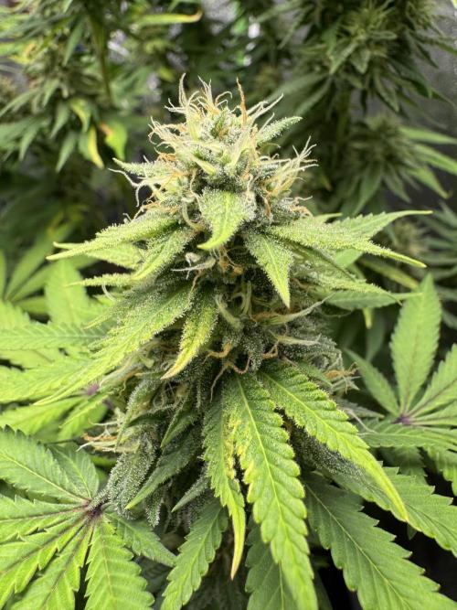 Big Demon by Divine Seeds. Week 16