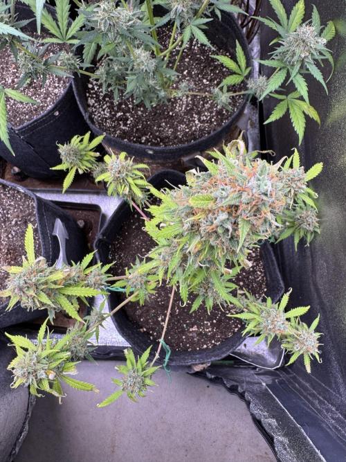 Elephant Berry Auto. Week 12