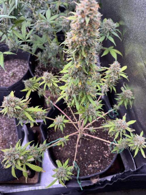 Elephant Berry Auto. Week 12