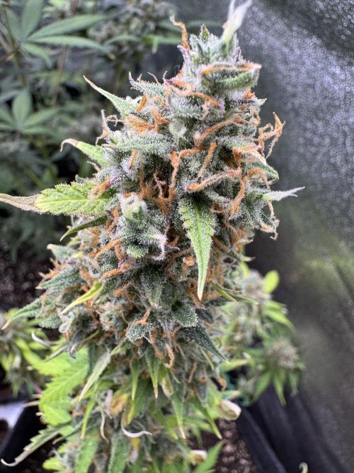 Elephant Berry Auto. Week 12