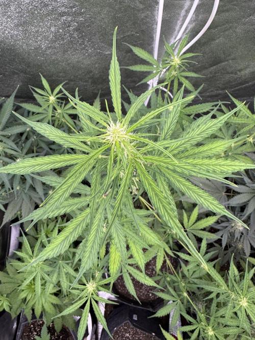 CBD Lemon Auto - Herbies Seeds. Week 6