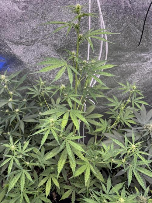 CBD Lemon Auto - Herbies Seeds. Week 6