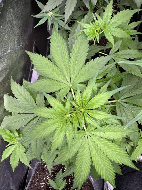 Apple Betty Auto from Herbies Seeds. Week 5