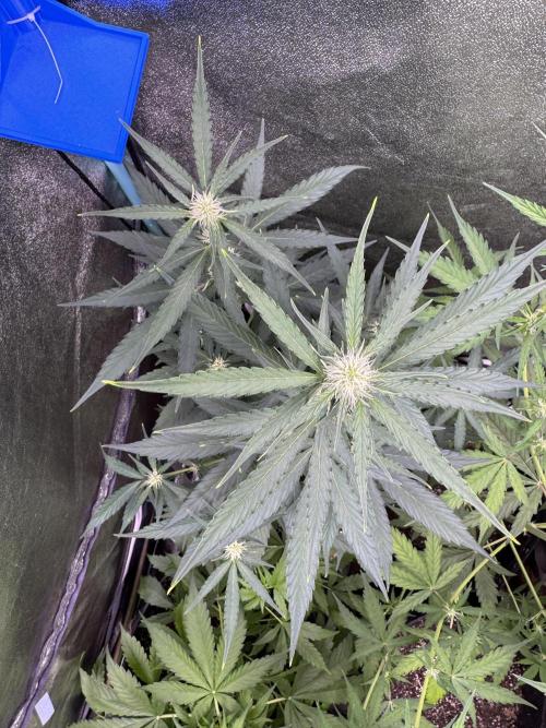 Wurlz F1 Autoflower - Zamnesia Seeds. Week 7