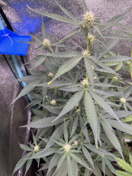 Wurlz F1 Autoflower - Zamnesia Seeds. Week 7