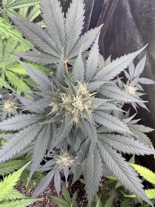 Caramel Auto - FastBuds. Week 9