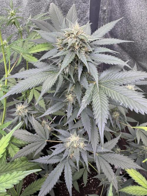 Caramel Auto - FastBuds. Week 9