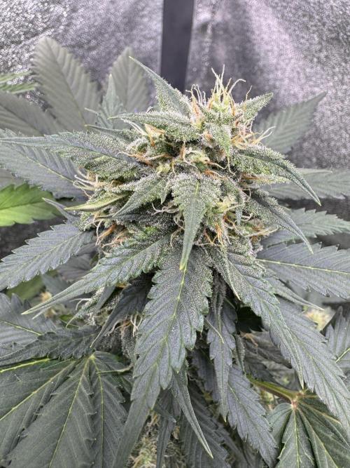 Caramel Auto - FastBuds. Week 9