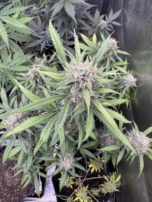 AUTO WHITE WIDOW - Divine Seeds. Week 11