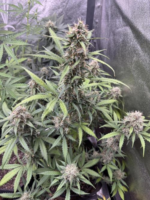 AUTO WHITE WIDOW - Divine Seeds. Week 11