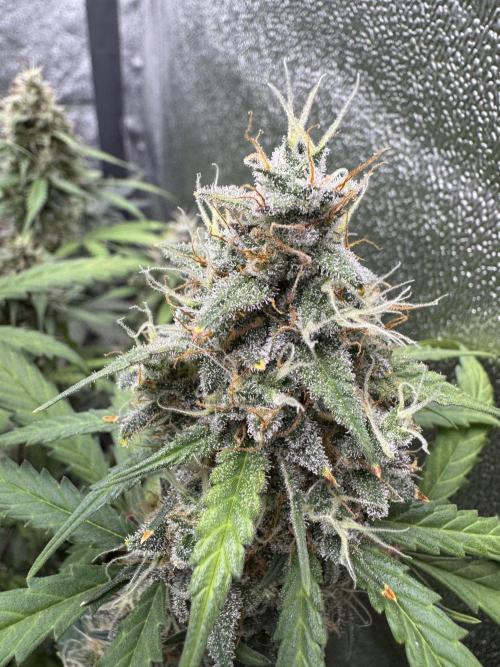 AUTO WHITE WIDOW - Divine Seeds. Week 11