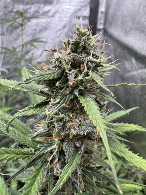 AUTO WHITE WIDOW - Divine Seeds. Week 11