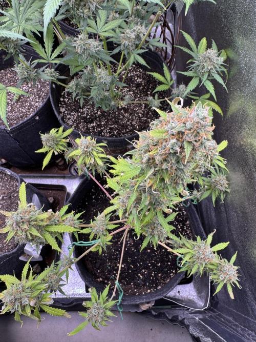 Elephant Berry Auto. Week 13