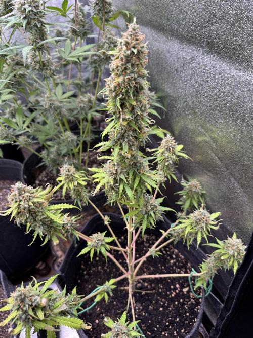 Elephant Berry Auto. Week 13