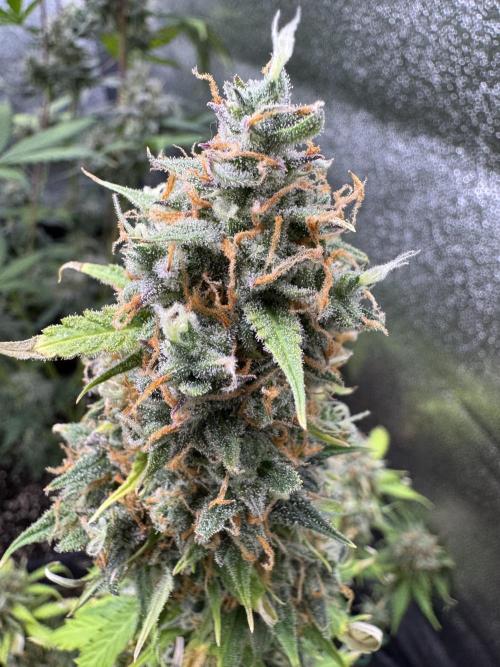 Elephant Berry Auto. Week 13