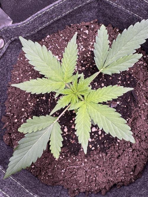 Sour Apple X Strawberry Gorilla Auto. Week 3