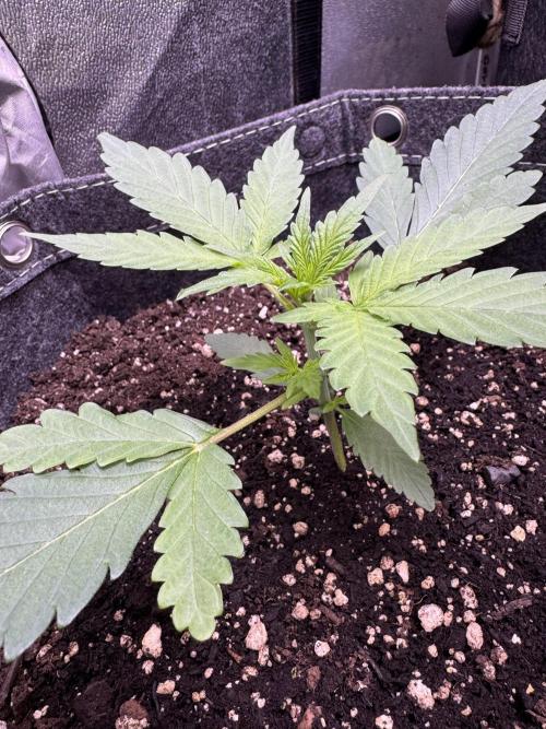 Sour Apple X Strawberry Gorilla Auto. Week 3