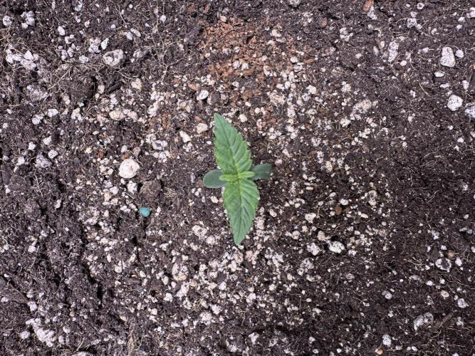 Wild Strawberry F1 Auto Run 2-TasteBudz. Week 1