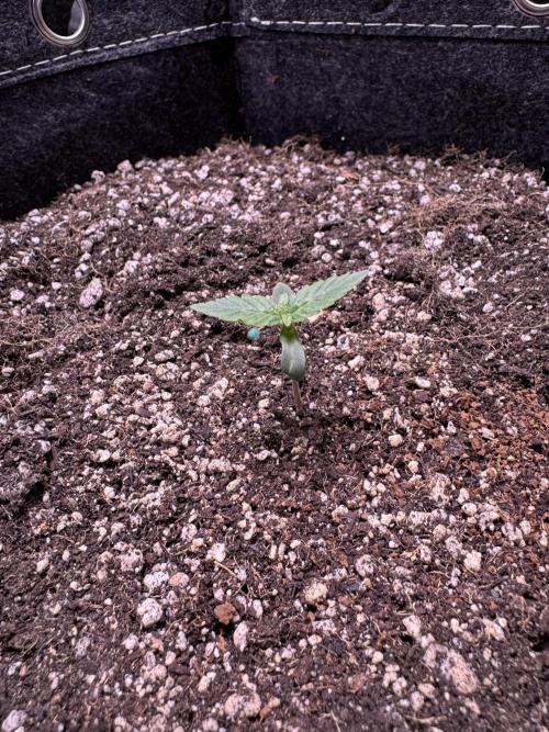 Wild Strawberry F1 Auto Run 2-TasteBudz. Week 1