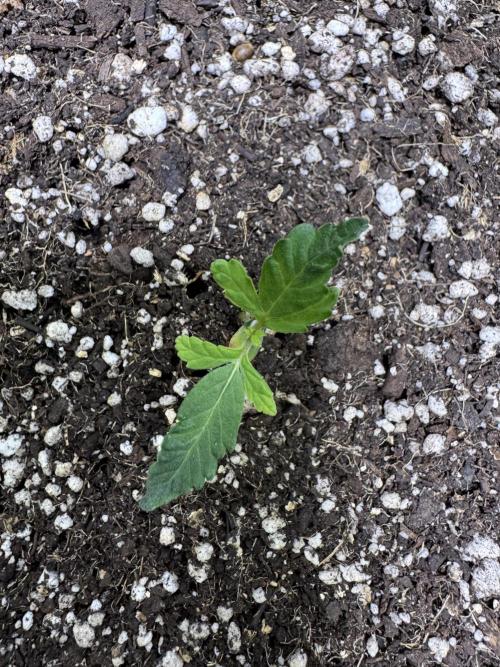 Purple Tangie Auto - Supernatural Seeds. Week 2