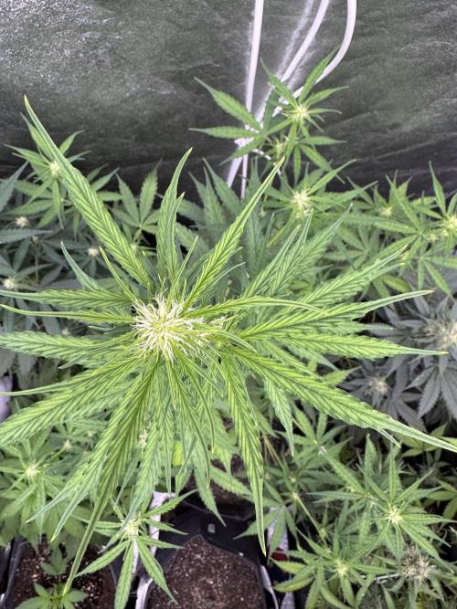 CBD Lemon Auto - Herbies Seeds. Week 6