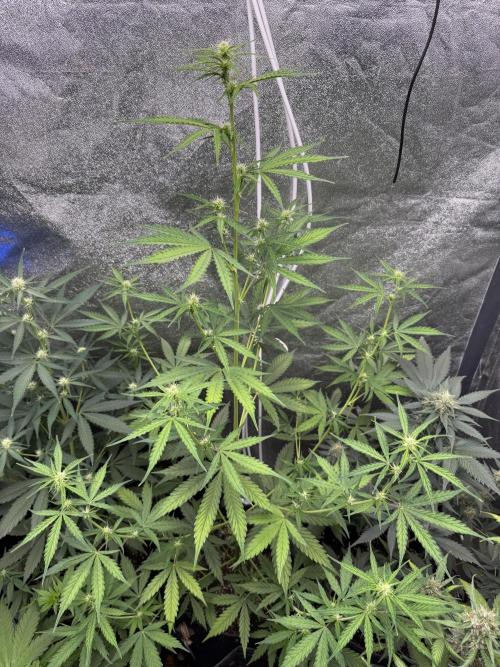 CBD Lemon Auto - Herbies Seeds. Week 6