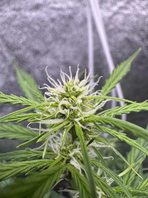 CBD Lemon Auto - Herbies Seeds. Week 6