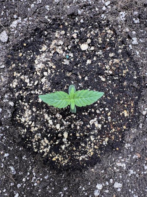 Wild Strawberry F1 Auto Run 2-TasteBudz. Week 1