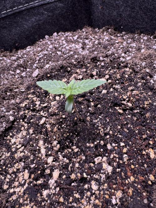 Wild Strawberry F1 Auto Run 2-TasteBudz. Week 1