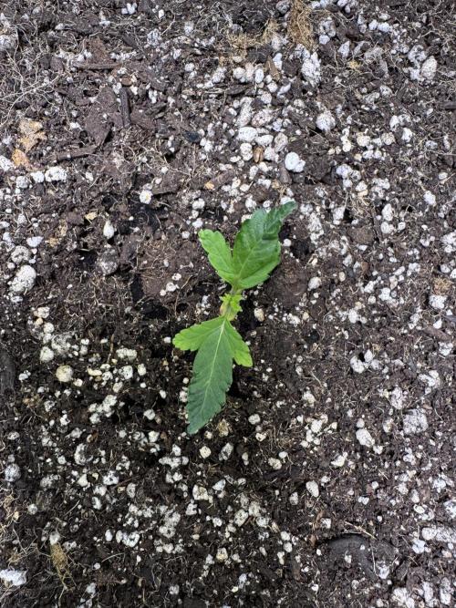 Purple Tangie Auto - Supernatural Seeds. Week 2