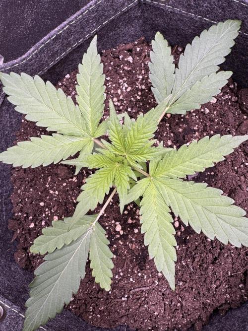 Sour Apple X Strawberry Gorilla Auto. Week 4