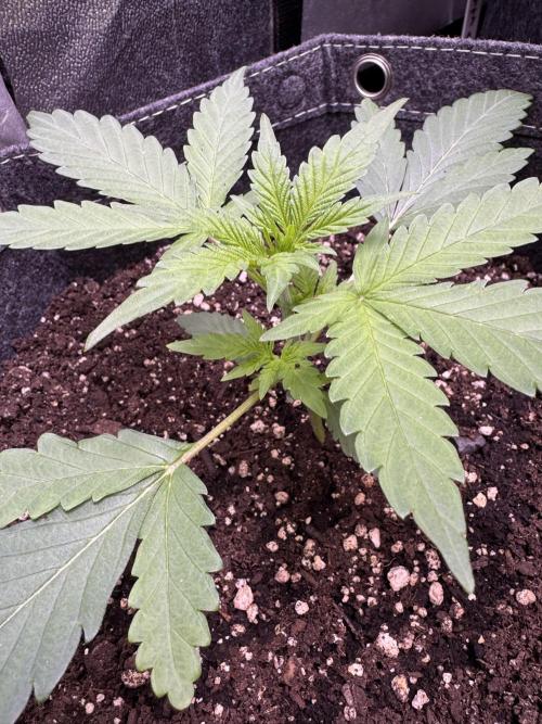 Sour Apple X Strawberry Gorilla Auto. Week 4