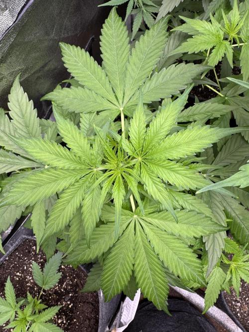 Apple Betty Auto from Herbies Seeds. Week 5