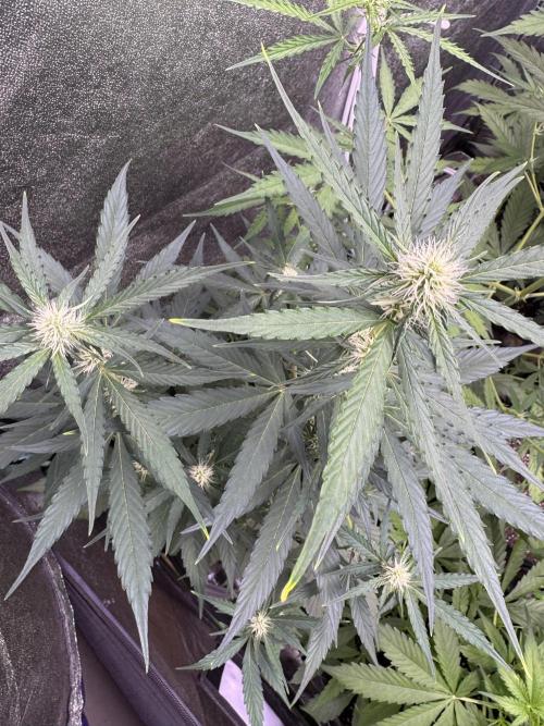 Wurlz F1 Autoflower - Zamnesia Seeds. Week 7