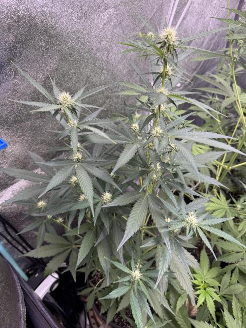 Wurlz F1 Autoflower - Zamnesia Seeds. Week 7