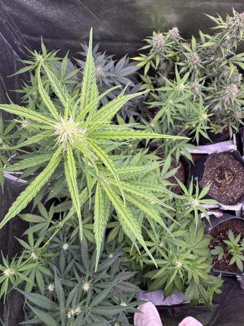 CBD Lemon Auto - Herbies Seeds. Week 6