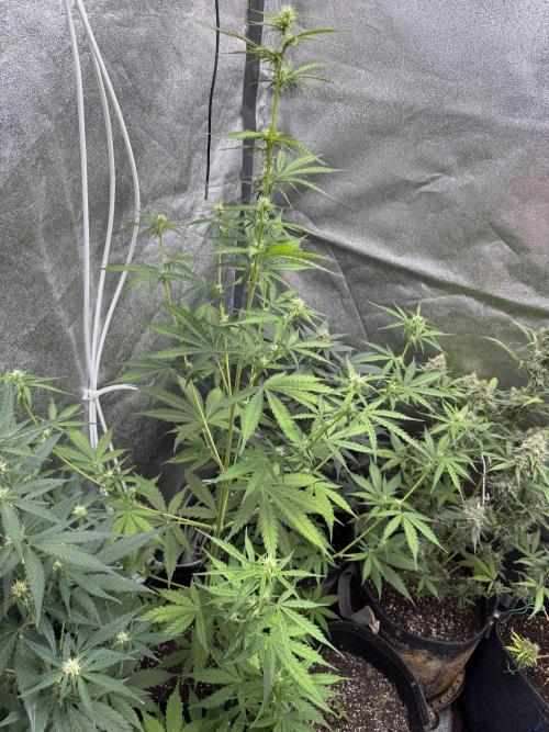 CBD Lemon Auto - Herbies Seeds. Week 6