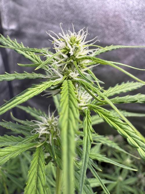 CBD Lemon Auto - Herbies Seeds. Week 6