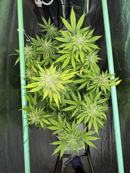 Big Demon by Divine Seeds. Week 16