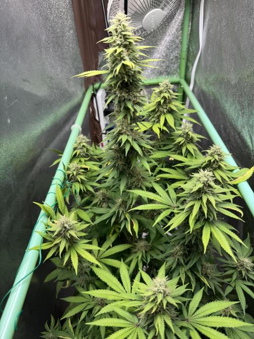 Big Demon by Divine Seeds. Week 16