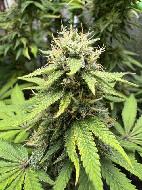 Big Demon by Divine Seeds. Week 16