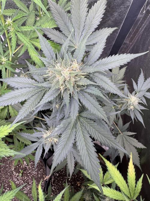 Caramel Auto - FastBuds. Week 9