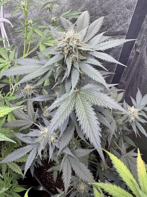 Caramel Auto - FastBuds. Week 9