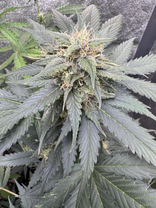 Caramel Auto - FastBuds. Week 9