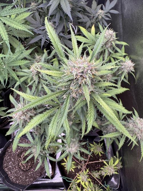 AUTO WHITE WIDOW - Divine Seeds. Week 11