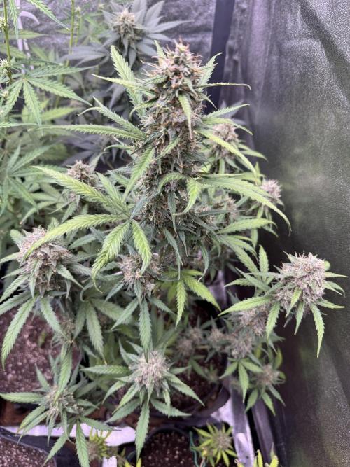 AUTO WHITE WIDOW - Divine Seeds. Week 11