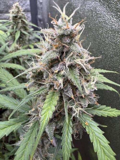 AUTO WHITE WIDOW - Divine Seeds. Week 11