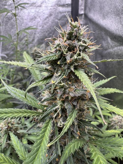 AUTO WHITE WIDOW - Divine Seeds. Week 11